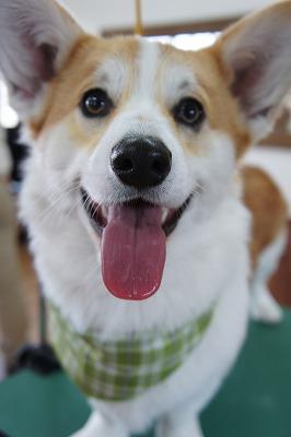 20120325-犬たち 2242.jpg